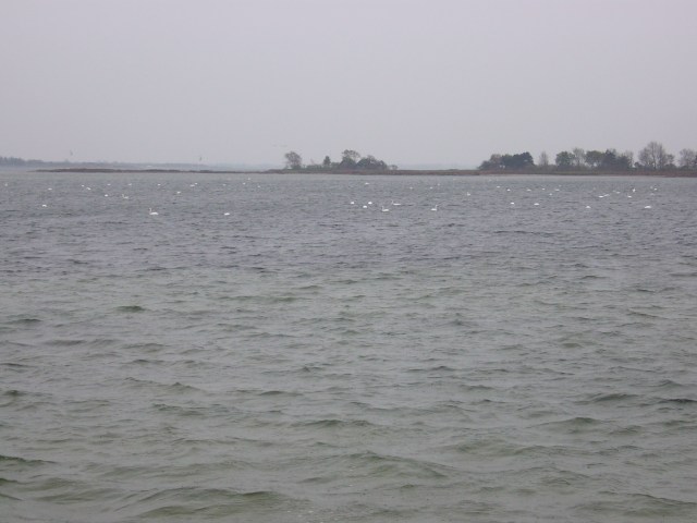 Schwäne mit und ohne Hals