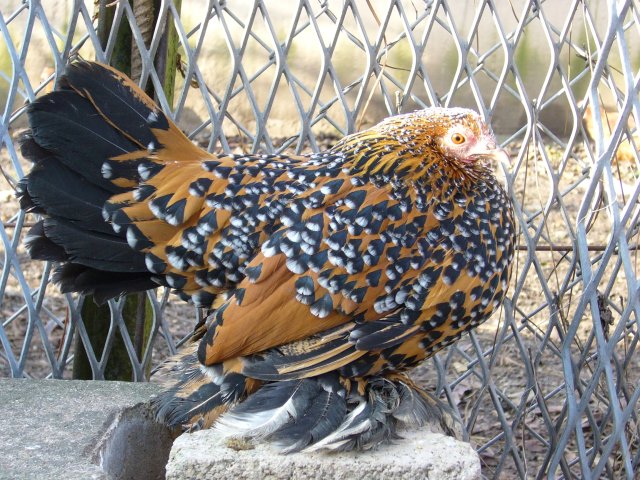 Geburtstagshuhn Geburtstagshuhn