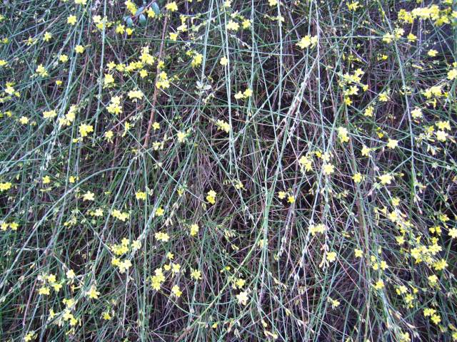 Winterjasmin Winterjasmin