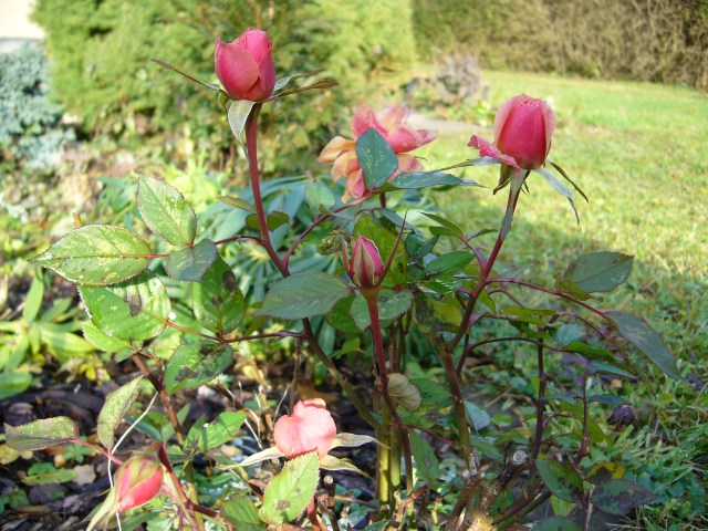 Rose im Dezember Rose im Dezember