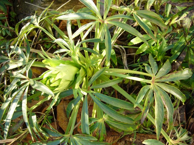 Nieswurz unverwüstlich