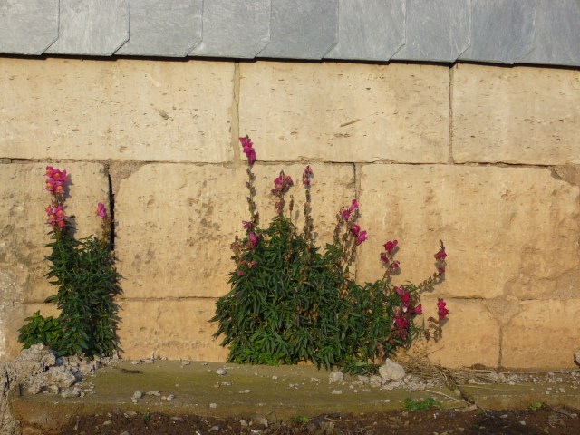 Löwenmäulchen Löwenmäulchen im Galgenweg