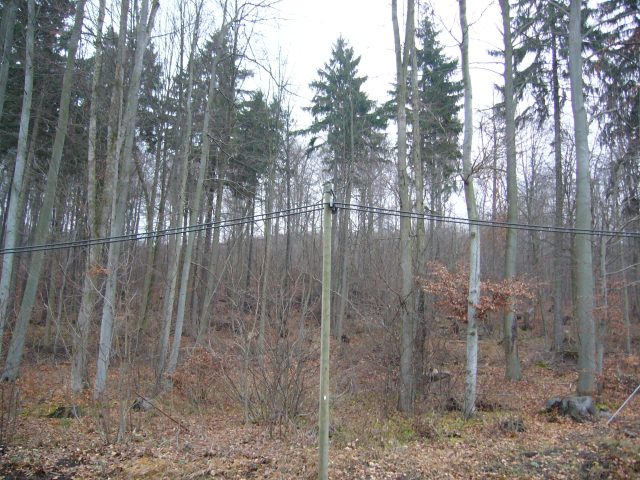 Aus dem gleichen Holz.