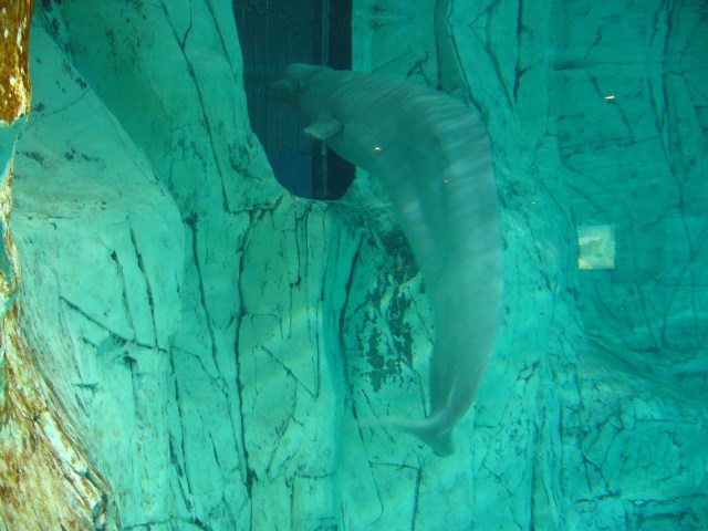 Oceanografico Anybody out there?