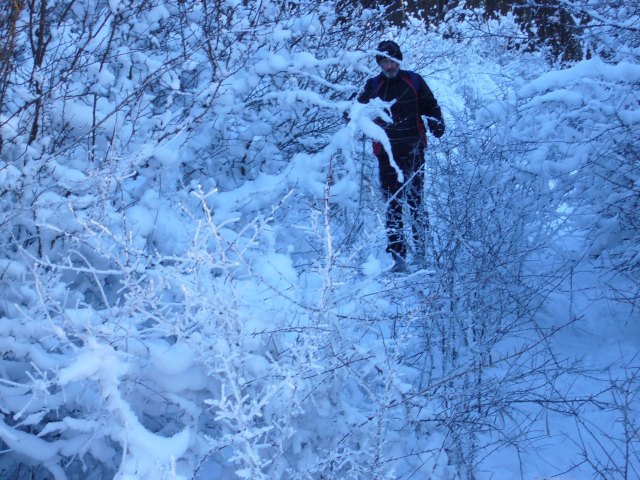 Schnee-Dickicht