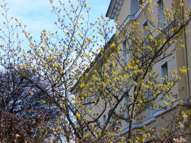 Es blüht so gelb...