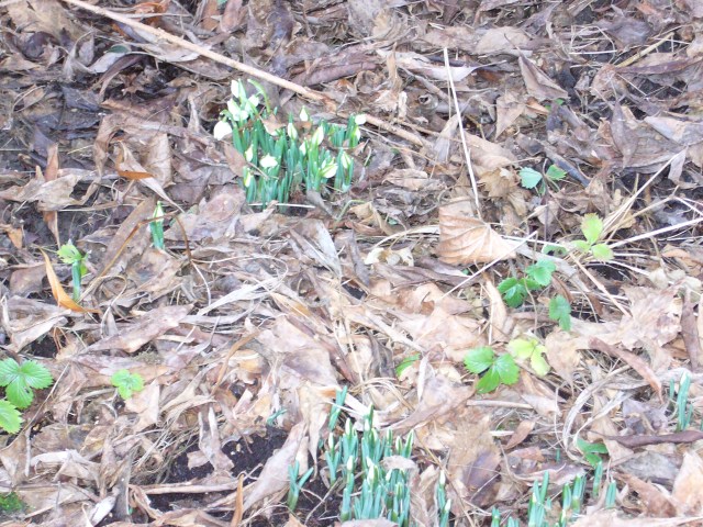 Schneeglöckchen Schneeglöckchen