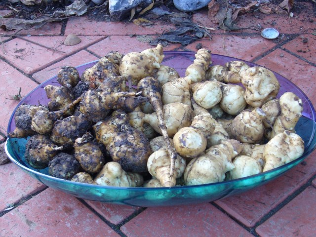 nicht so groß, aber viele