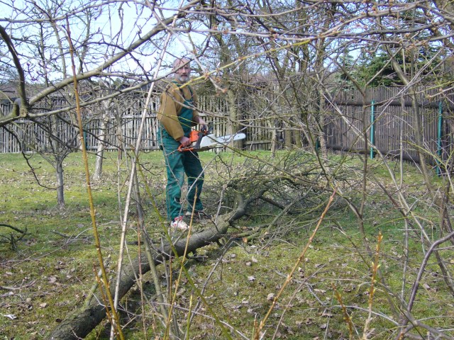 Baum fällt! Baum fällt!