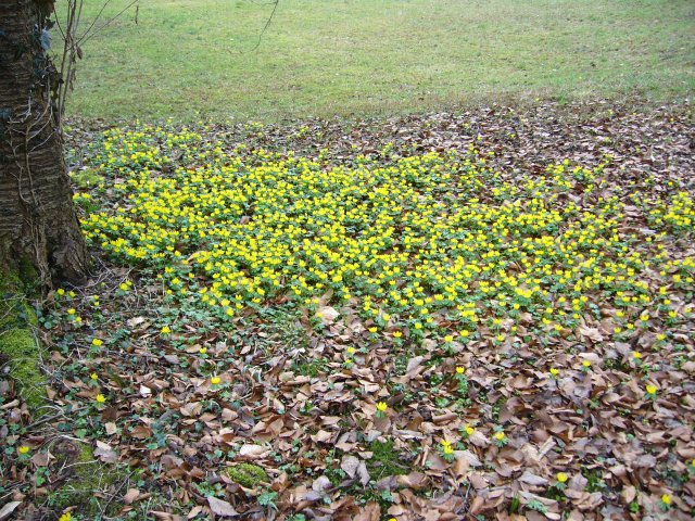 auch Winterlinge blühen noch