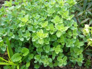 Oregano
