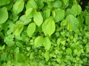 Frisches Grün Frisches Grün