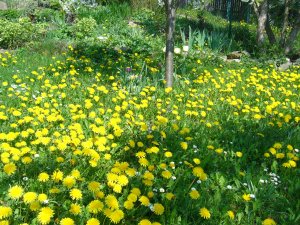 Wiesenstück neben dem Haus