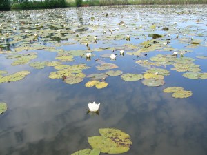 Seerosen mit Wolken Seerosen mit Wolken