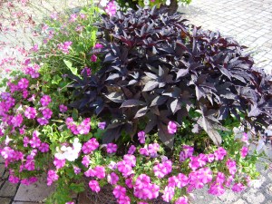 Süßkartoffeln vor der Staatskanzlei