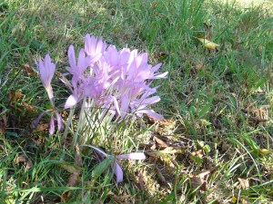 Herbstzeitlose in Nachbars Garten