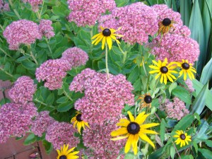 blühen und verblühen