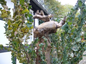 Stamm treibt wieder aus