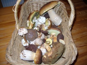 Steinpilze, Maronen, Parasol...