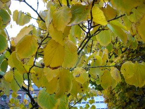 Hamamelis im Herbst