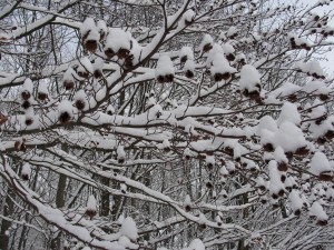 Bucheckern mit Schneehäubchen