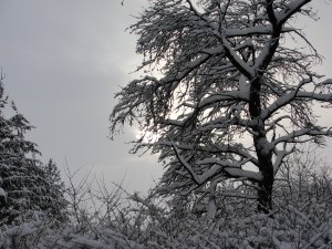 Baum im Schnee