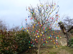 Osterflieder Osterflieder