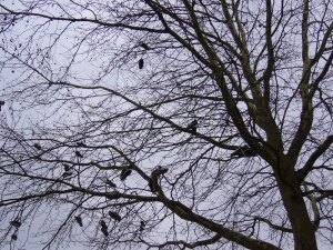 seltsame Früchte seltsame Früchte