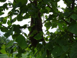 Ein recht seltsames Gebilde