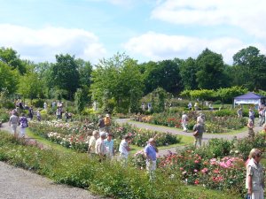 massenhaft Rosen und Menschen