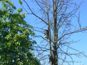 unbewohnte Katzenvergnügungskästen