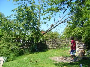 Baum fällt!
