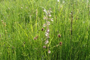 Wiese im Emmental Wiese im Emmental