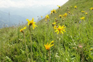 Arnika bei der Ällgäulücke (1918m) Arnika bei der Ällgäulücke (1918m)