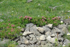 Alpenrosen in Gesellschaft Alpenrosen in Gesellschaft