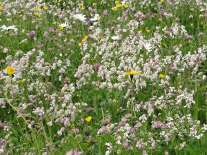 Nähe Kleine Scheidegg Nähe Kleine Scheidegg