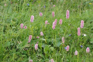 Knöterich Nähe Kleine Scheidegg Knöterich Nähe Kleine Scheidegg