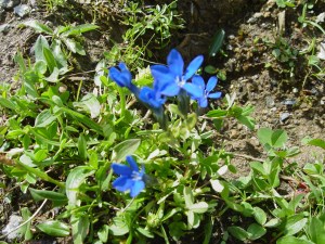 blauer Enzian