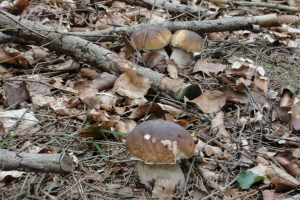 Steinpilze Steinpilze