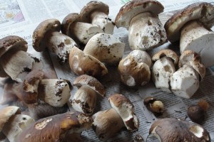 Steinpilzbeute Steinpilzbeute