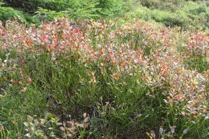 Leckere Heidelbeeren