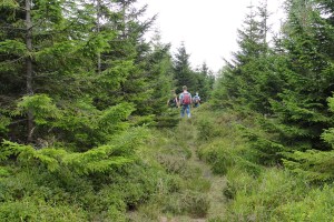 Na, hier ist doch ein Weg!