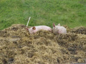 Gemütliches Beisammensein