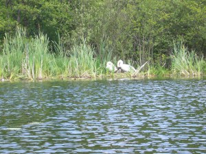 Familie Schwan