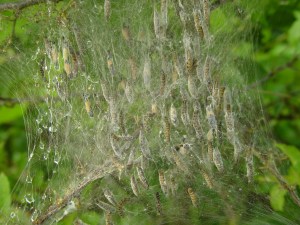 Raupen der Gespinstmotte