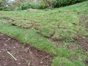 Stapelrasen Stapelrasen