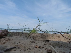 Strand am Schwielowsee Strand am Schwielowsee