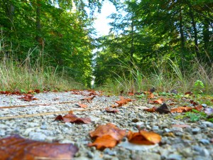 Herbstwaldweg