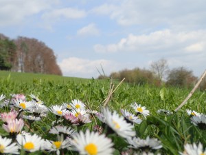 Gänseblümchen underfoot