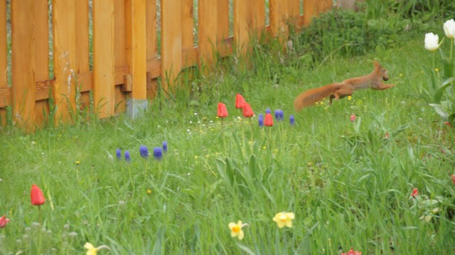 Nüffe? Welche Nüffe?